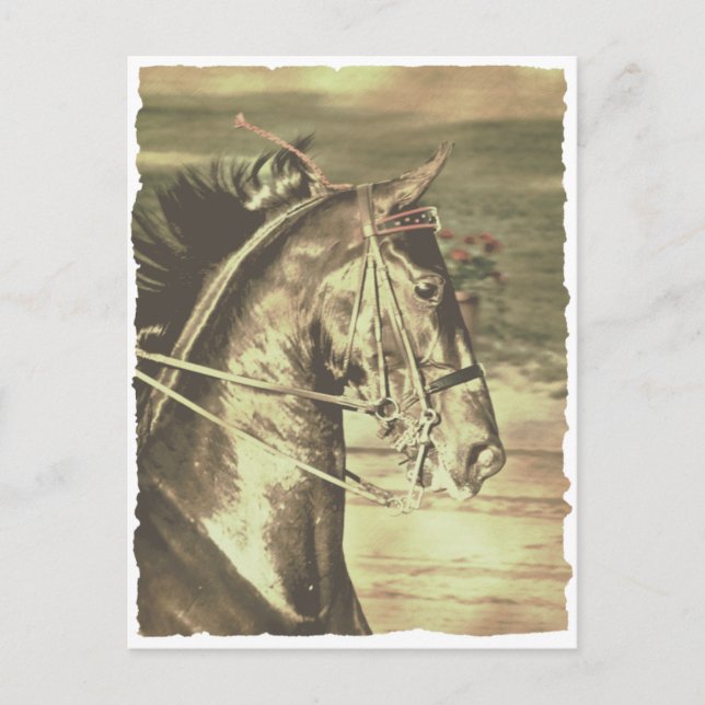 American Saddlebred Faux Vintage Postcard (Front)
