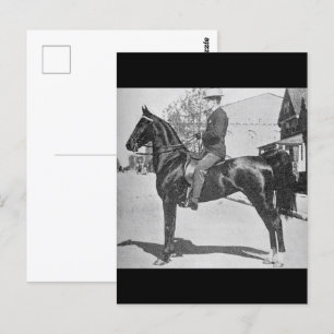 American Saddlebred Horse Vintage Photograph Postcard