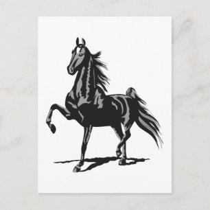 American Saddlebred Postcard