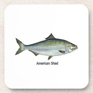 American Shad Coaster