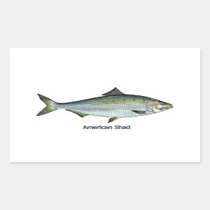 American Shad Rectangular Sticker