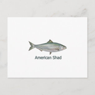 American Shad (titled) Postcard