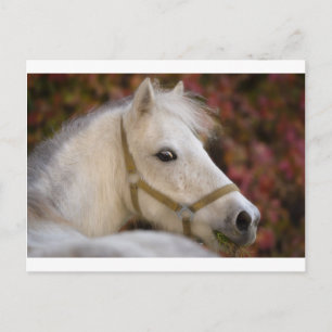 American Shetland Postcard