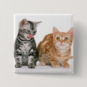 American Shorthair 15 Cm Square Badge
