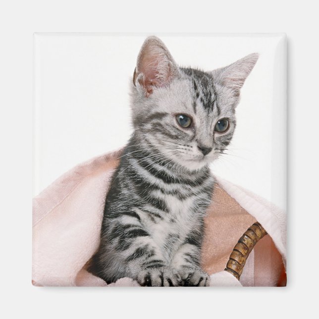 American Shorthair 2 Magnet (Front)