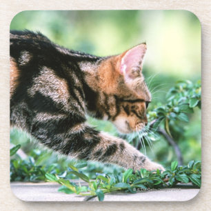 American Shorthair 7 Coaster