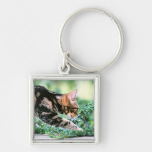 American Shorthair 7 Key Ring