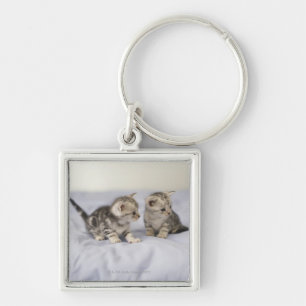 American Shorthair 7 Key Ring