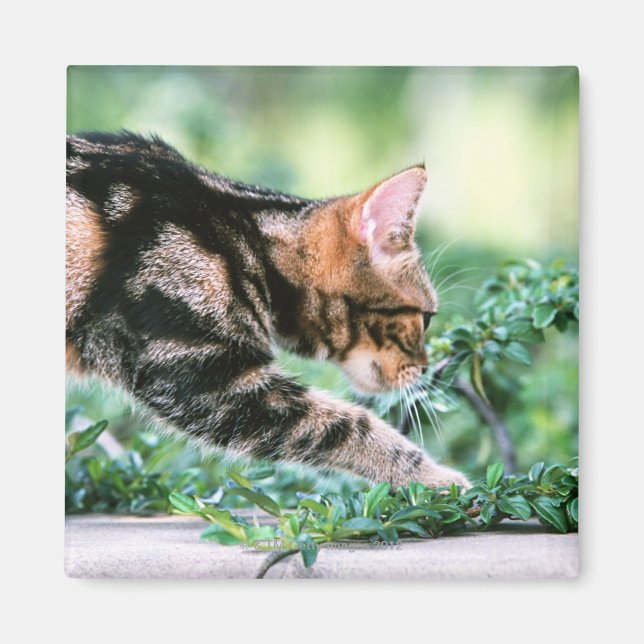 American Shorthair 7 Magnet (Front)
