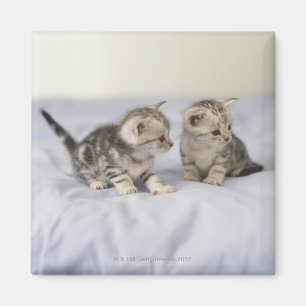 American Shorthair 7 Magnet