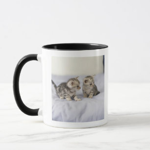 American Shorthair 7 Mug