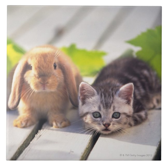 American Shorthair & Bunny Tile (Front)