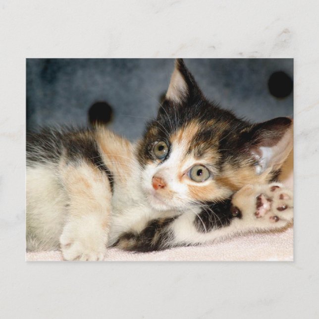 American Shorthair Calico Shelter Kitten Postcards (Front)
