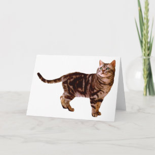 American Shorthair Card