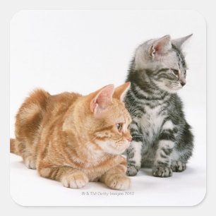 American Shorthair Cat 2 Square Sticker
