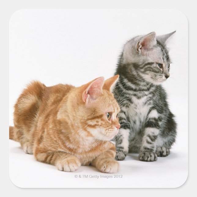 American Shorthair Cat 2 Square Sticker (Front)