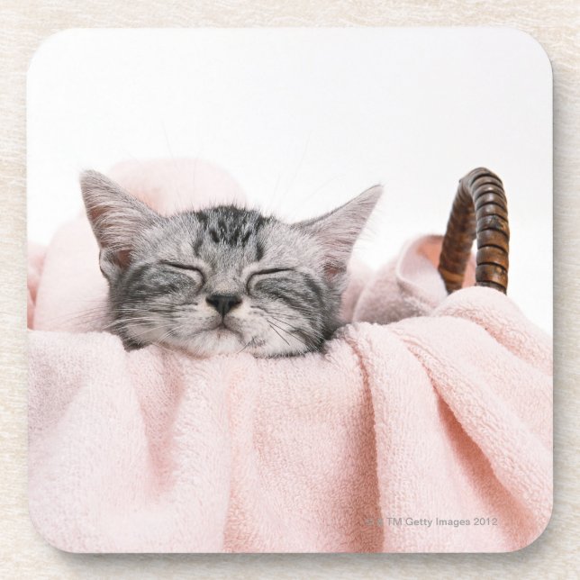 American Shorthair Cat Coaster (Front)