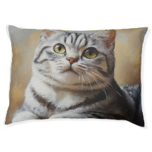 American Shorthair Cat 