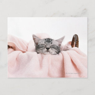 American Shorthair Cat Postcard