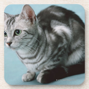 American Shorthair Coaster