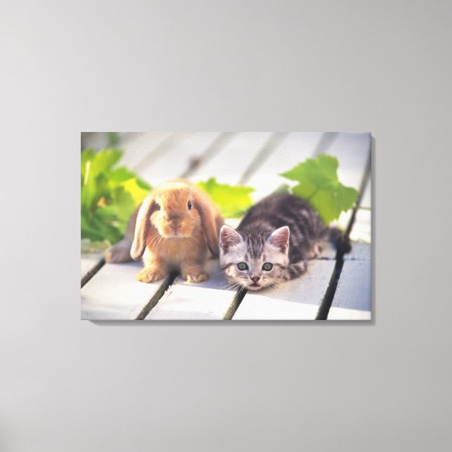 American Shorthair; is the most popular and most Canvas Print (Front)