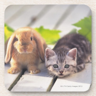 American Shorthair; is the most popular and most Coaster