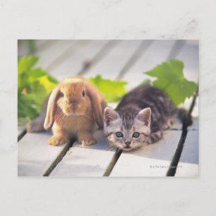 American Shorthair; is the most popular and most Postcard