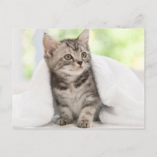 American shorthair kitten postcard