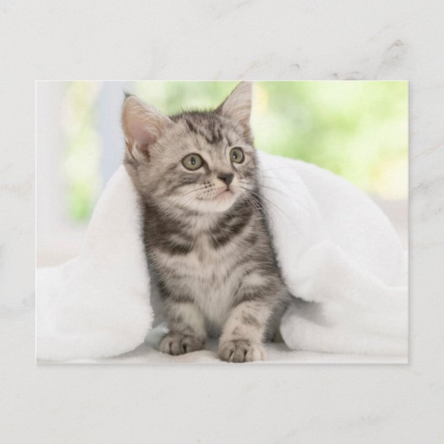 American shorthair kitten postcard (Front)