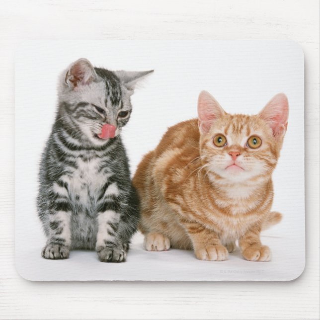 American Shorthair Mouse Mat (Front)
