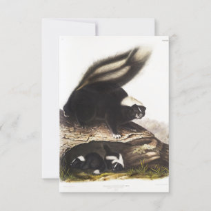 American Skunk Portrait Invitation