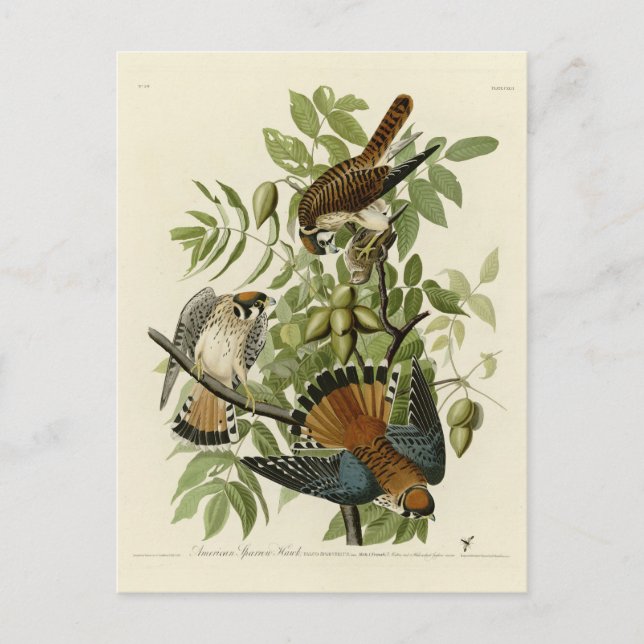 American Sparrow Hawk - Audubon's Birds of America Postcard (Front)