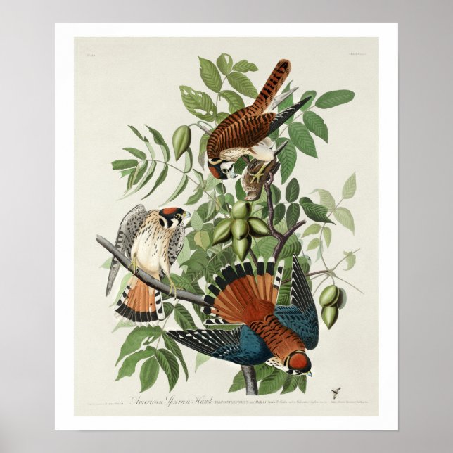 American Sparrow Hawk by Audubon Poster (Front)