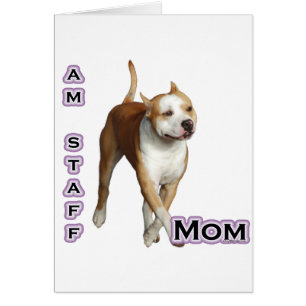 American Staffordshire Mum 4