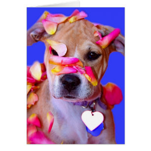 American Staffordshire Terrier Boxer Mix Puppy Dog