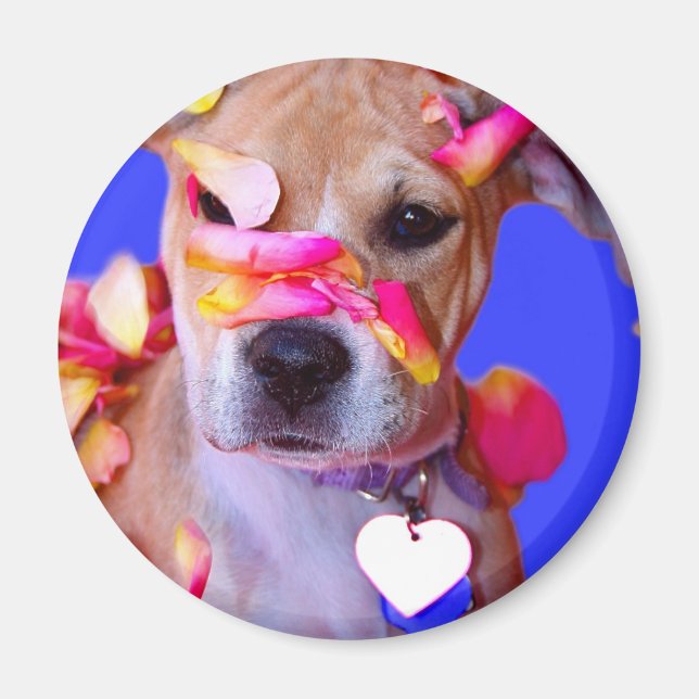 American Staffordshire Terrier Boxer Mix Puppy Dog Magnet (Front)