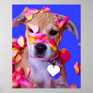 American Staffordshire Terrier Boxer Mix Puppy Dog Poster