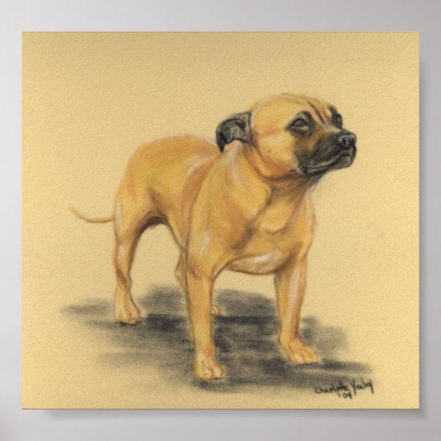 "American Staffordshire Terrier" Dog Art Print (Front)