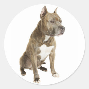 American Staffordshire Terrier Dog Sticker Seals