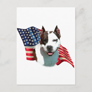 American Staffordshire Terrier Flag Postcard