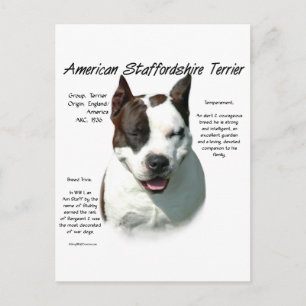 American Staffordshire Terrier History, Postcard