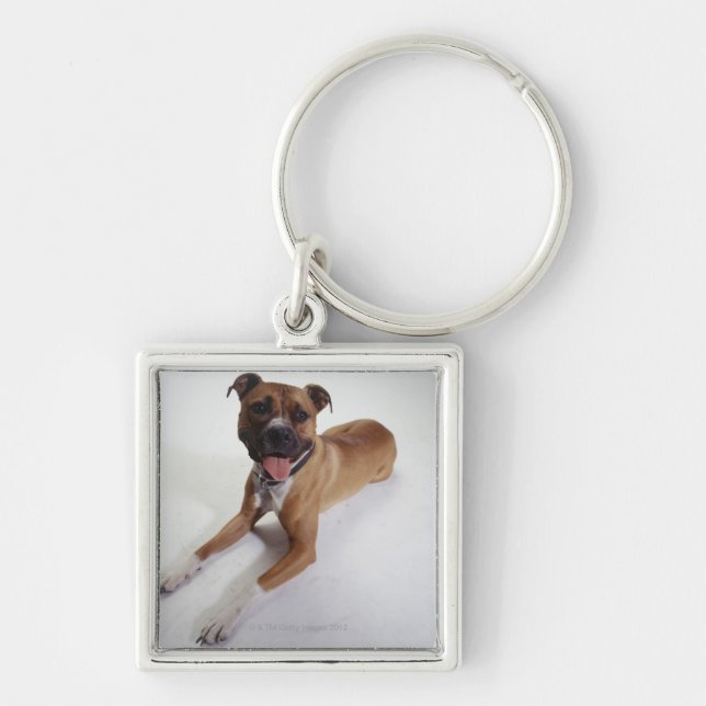 American Staffordshire Terrier lying down, Key Ring (Front)
