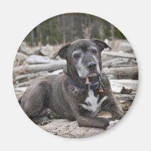 American Staffordshire Terrier - Magnet