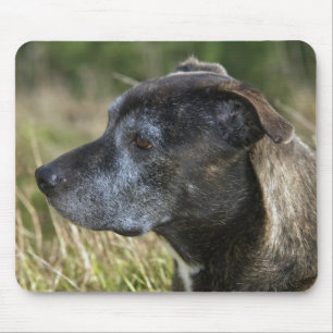 American Staffordshire Terrier Mouse Pad