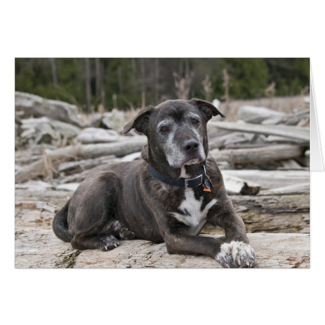 American Staffordshire Terrier Photo Card (Front Horizontal)