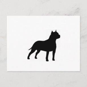 american staffordshire terrier postcard
