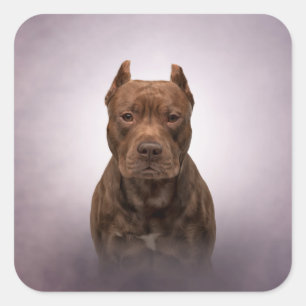 American Staffordshire Terrier Square Sticker