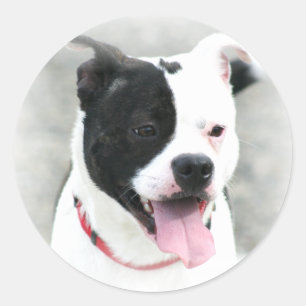 American Staffordshire Terrier Stickers