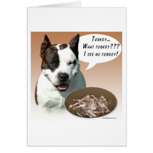 American Staffordshire Terrier Turkey