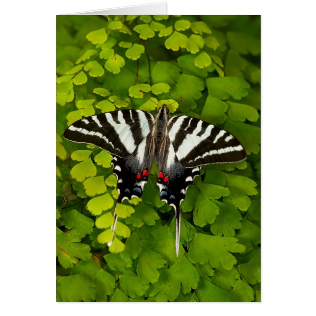 American Swallowtail Butterfly (Front)